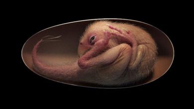 تولد دوباره دایناسورها